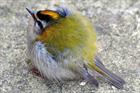 Bird kill research disputed