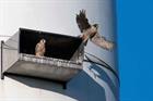 Safe havens for protected birds?