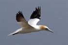 Seabirds avoid offshore turbines more than expected
