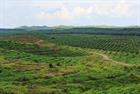 Biofuel sustainability criteria has palm oil ‘loophole’