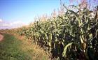Call to end subsidies for maize-to-energy AD plants