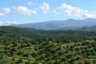 EU set to slap tariffs on Indonesian palm oil biodiesel