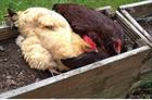 Biogas plant wins appeal over expansion