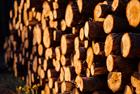 UK to limit wet wood sales but wood chips excluded from consultation