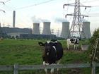 Norway’s largest dairy cooperative considers biogas business