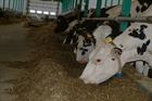 ‘Innovative’ manure-powered gasification plant gets permit