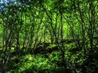 Biomass and biogas sectors welcome CCC’s reports