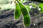 EU cars to run on US soy as imports double