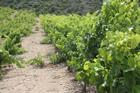 New biofuel from wine-production waste