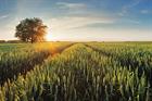 Biofuel policies 'increased food prices'