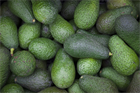 Avocado aficionados heading to New Zealand