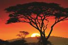 Serenity in the Serengeti