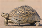 ‘I was feeling like a tortoise in quicksand’