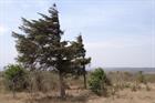Tanzanian project gets environmental approval