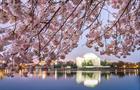 The Jefferson Memorial is framed in the blooming Cherry Blossom trees surrounding the Tidal Basin