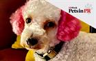 Miniature poodle mix dog with dyed pink ears