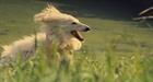 A longhaired dog runs in a field