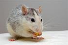 The neuroscience of good decision-making: Lessons from lab rats