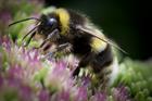 Spring Statement: Government to adopt biodiversity net gain policy