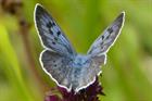 Planners want post-Brexit flexibility in meeting environmental standards, says RTPI study