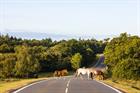 Local Plan Watch: New Forest National Park plan found sound