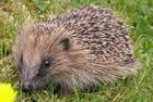 Government fleshes out net gain measures in revised natural environment planning guidance