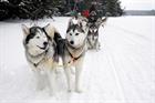 Perfect Pitch: Arctic Adventures