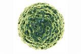 Norovirus cases are expected to rise further in the New Year (Photo: iStock)