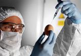 Scientist injecting a solution of avian influenza viruses into a chicken egg (Photograph: SPL)