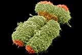 Telomere length may predict cold virus susceptibility (Photo: SPL)