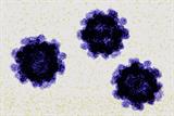 Illustration of the norovirus