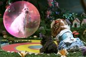 The search for Toto: BBC promo Wizard of Dogz