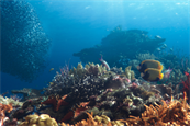 Sheba: the newly grown reef is formed in the shape of the word 'Hope'