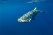 Sperm whale plays with plastic waste