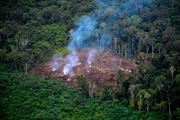 You can't reach net zero by just planting trees