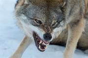 Wolf teeth