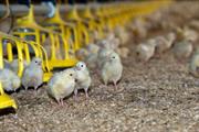 How the rise in intensive farming is putting pressure on the environment