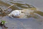 More than 45,000 fish began washing up dead in the river Llynfi last year. Photograph: Douglas Sacha/Getty Images