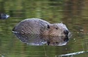 Beaver at Hatchmere Nature Reserve, credit Cheshire Wildlife Trust 