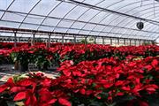 Warning on poinsettia whitefly tipping point