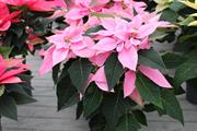 Bunker speaks on maintaining good value poinsettia retailing at garden centres + trial results