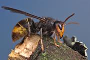 Asian hornet found in Essex