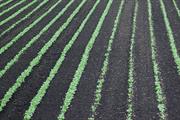 Defra plans crop gene editing legislation