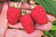 Raspberry breeding trends identified