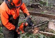 Amateur arborists doing 'more harm than good' after Storm Arwen