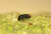 Conifer bark beetles found in Scottish woodlands