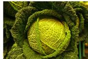 Edible Garden exhibition planned after grow your own food trend 