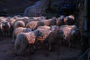 The Viral Factory's LED Sheep have been shortlisted