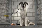 Pedigree: vitrual dog walk promotes adoption drive