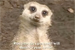 Meerkat... popular as pets?